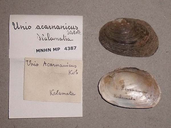specimen