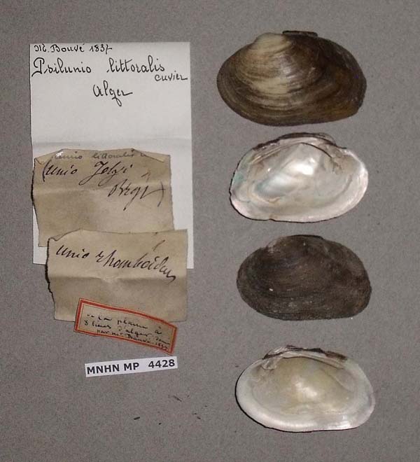 specimen