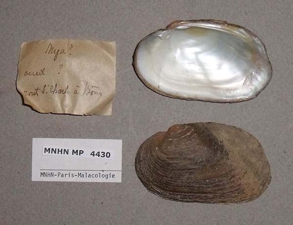 specimen