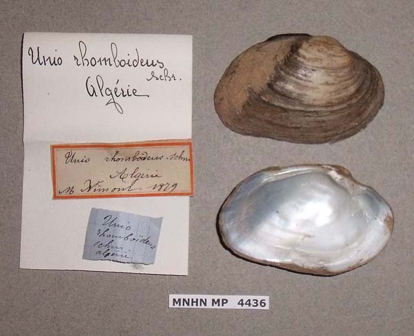 specimen