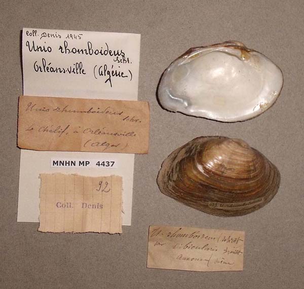 specimen