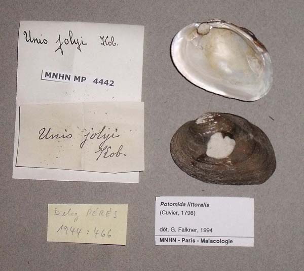 specimen