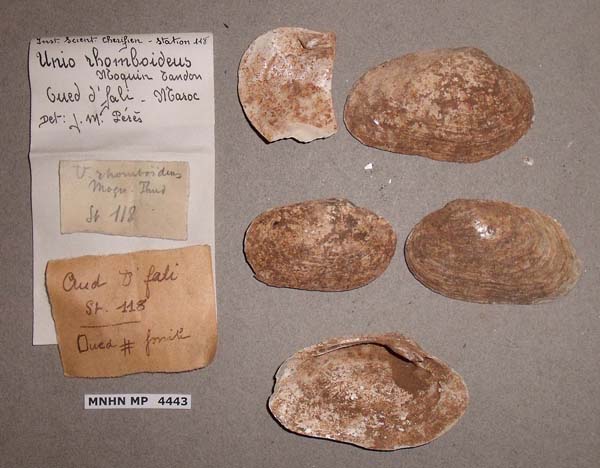 specimen