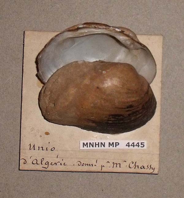 specimen