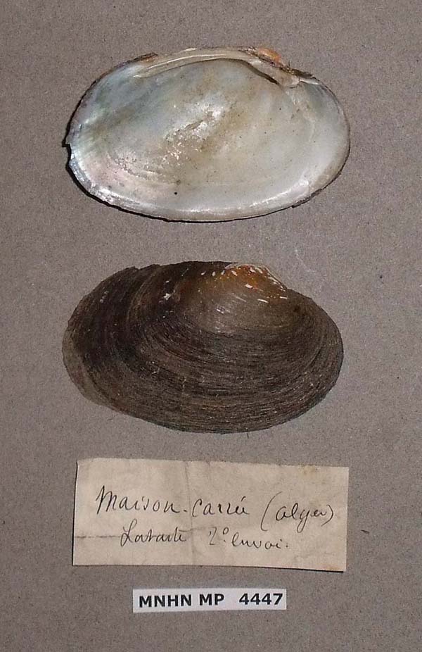 specimen