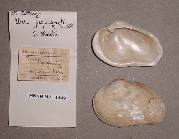 specimen