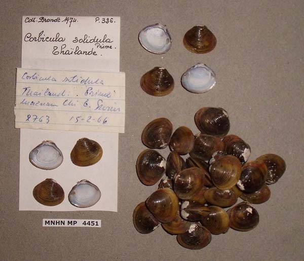 specimen