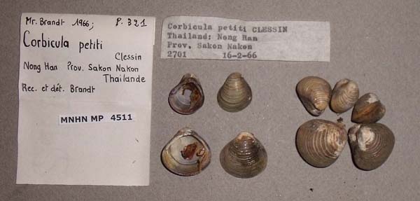 specimen