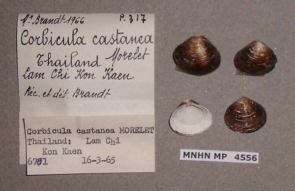 specimen