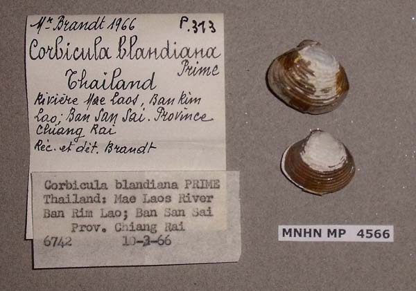 image of lot MNHN_MP_4566 image of lot MNHN_MP_4566