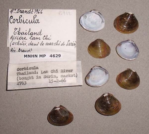 specimen