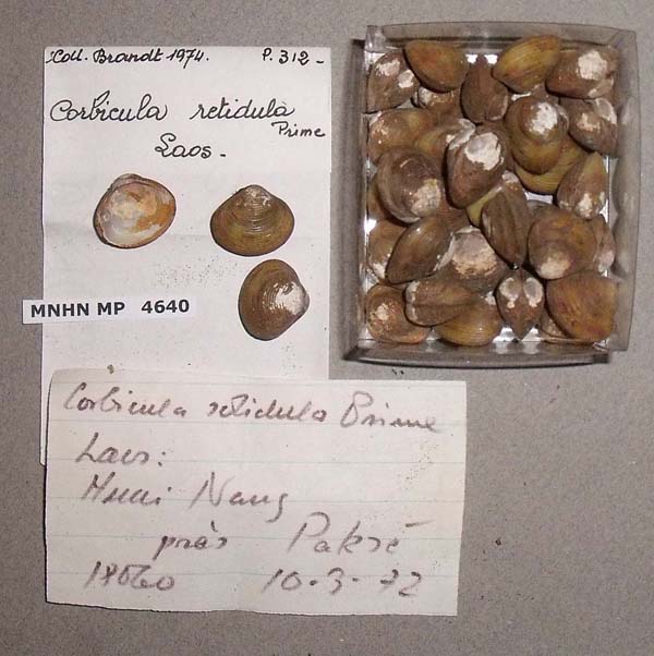 specimen