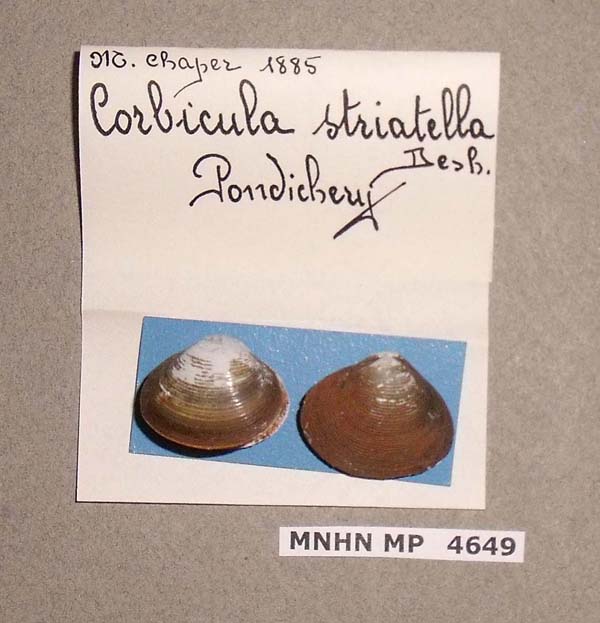 specimen