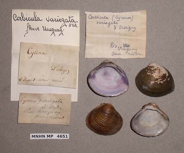 specimen