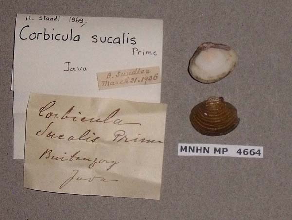 specimen