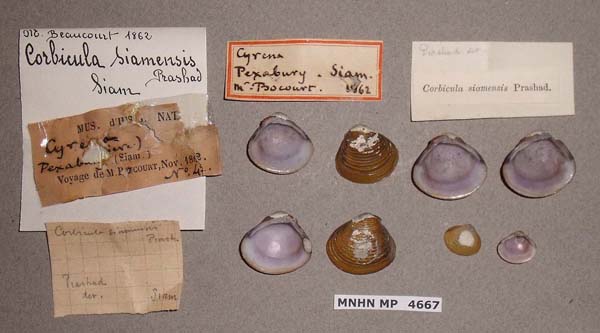 specimen