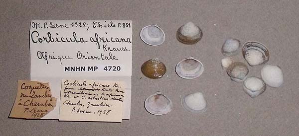 specimen
