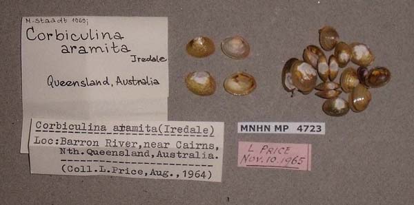 specimen