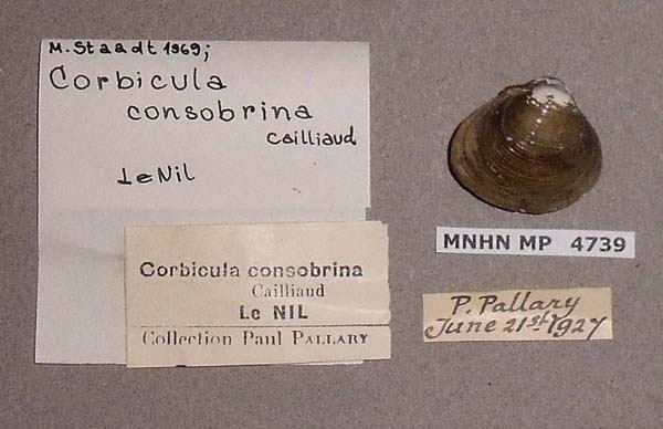 specimen