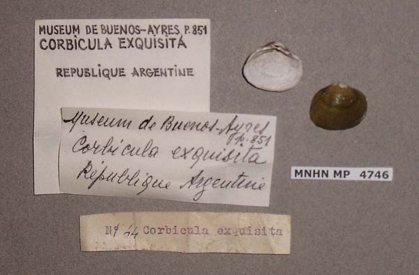 specimen