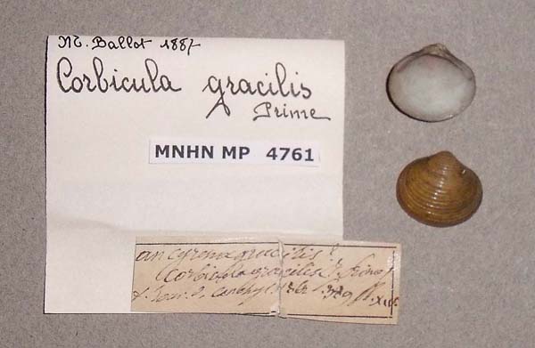 specimen