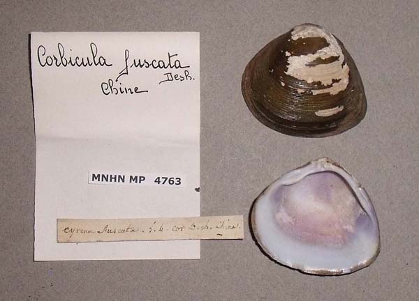 specimen
