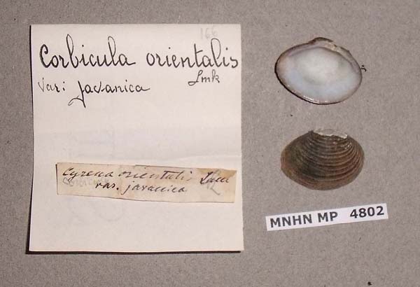 specimen