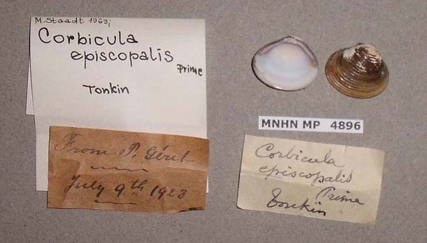 specimen