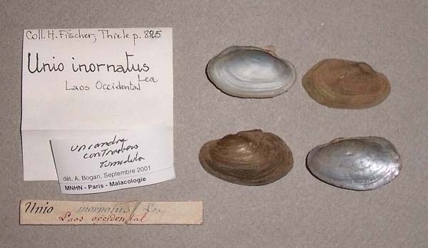 specimen