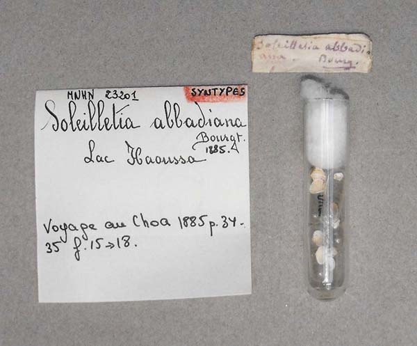specimen