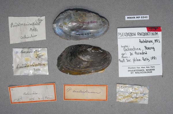 specimen