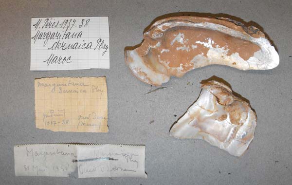 specimen