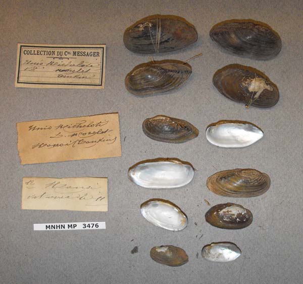 specimen