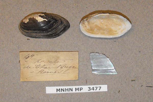 specimen