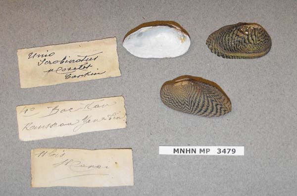 specimen