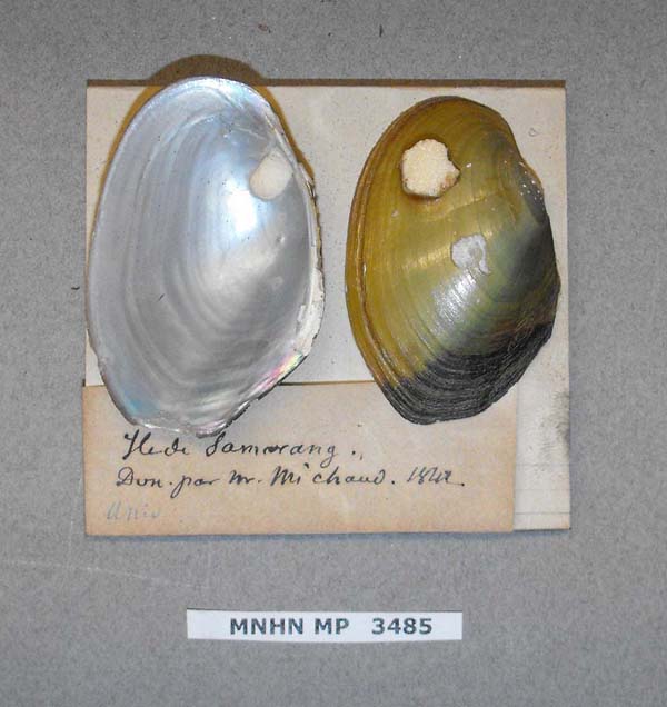 specimen