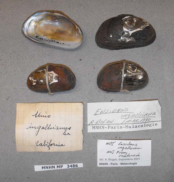 specimen