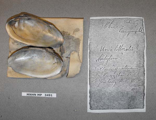 specimen