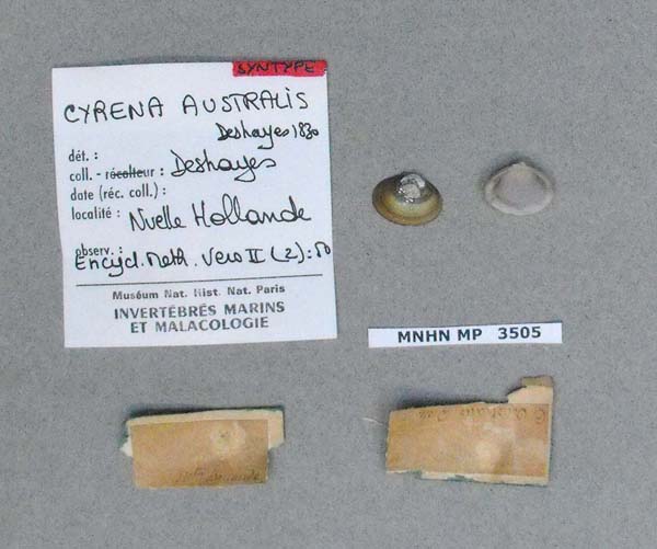 specimen