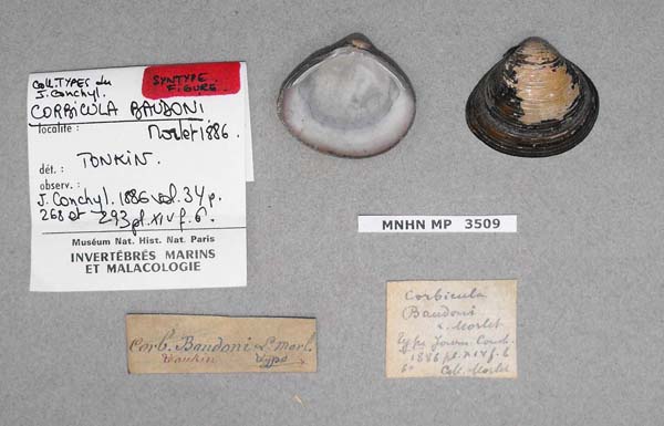 specimen