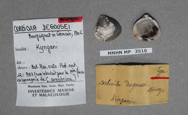 specimen