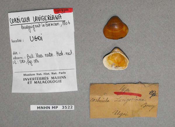 specimen