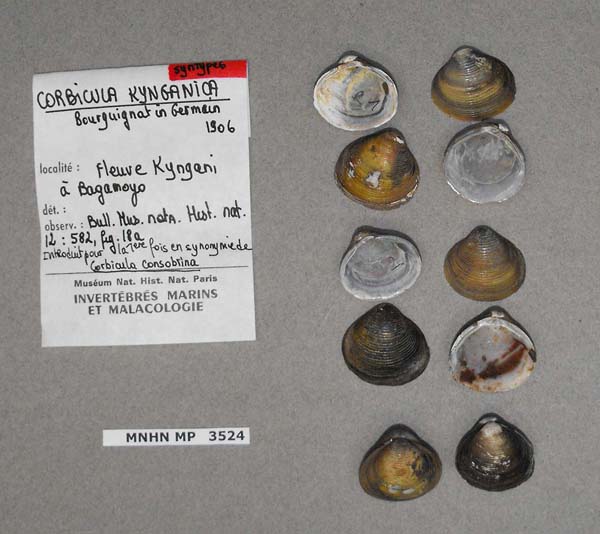 specimen