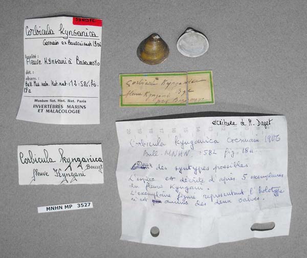 specimen