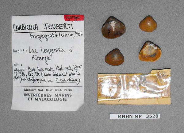 specimen