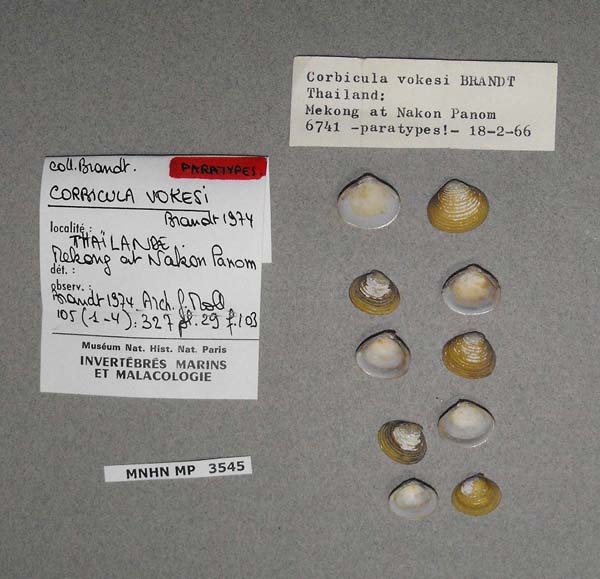 specimen