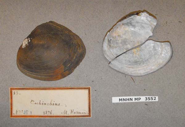 specimen