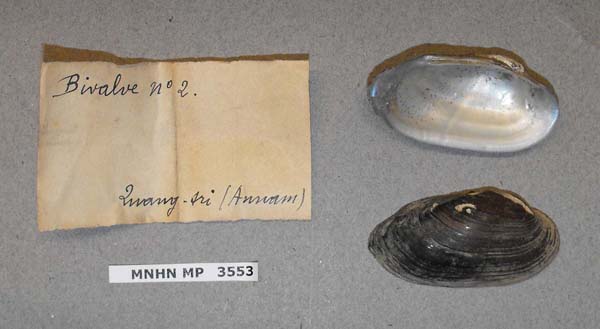 specimen