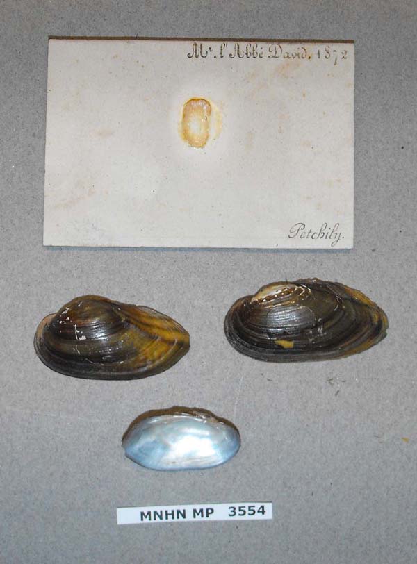 specimen