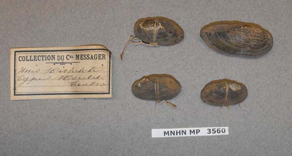 specimen
